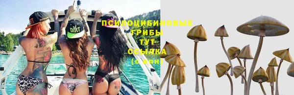 сатива Кукмор